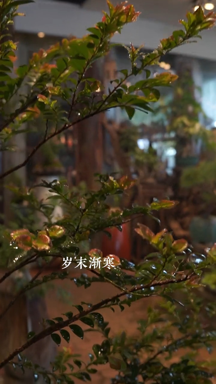 绿植行业案例视频 4